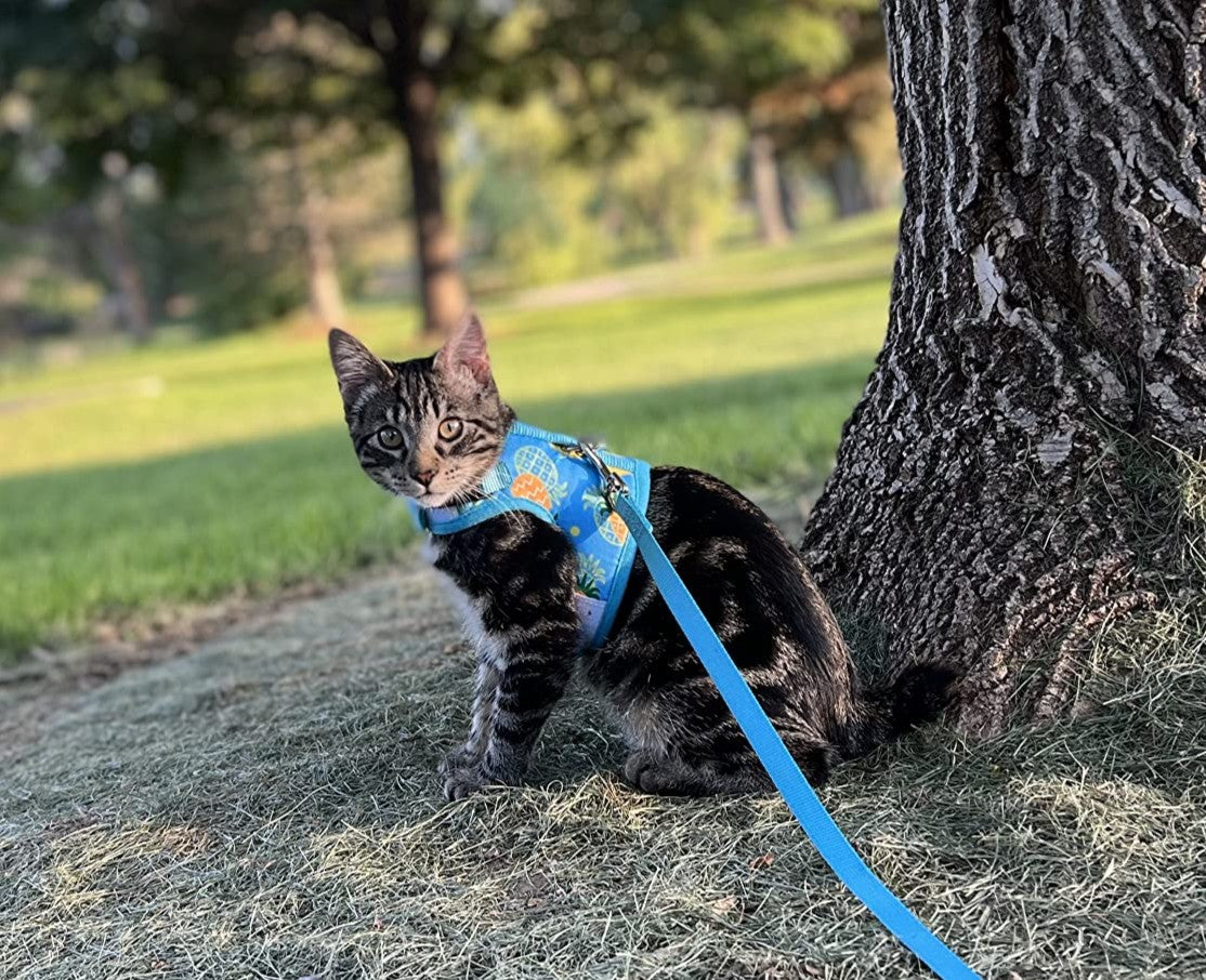 Soft Mesh Vest Harness and Leash Set