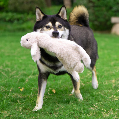Squeaky Toys for Small, Medium and Large Dogs