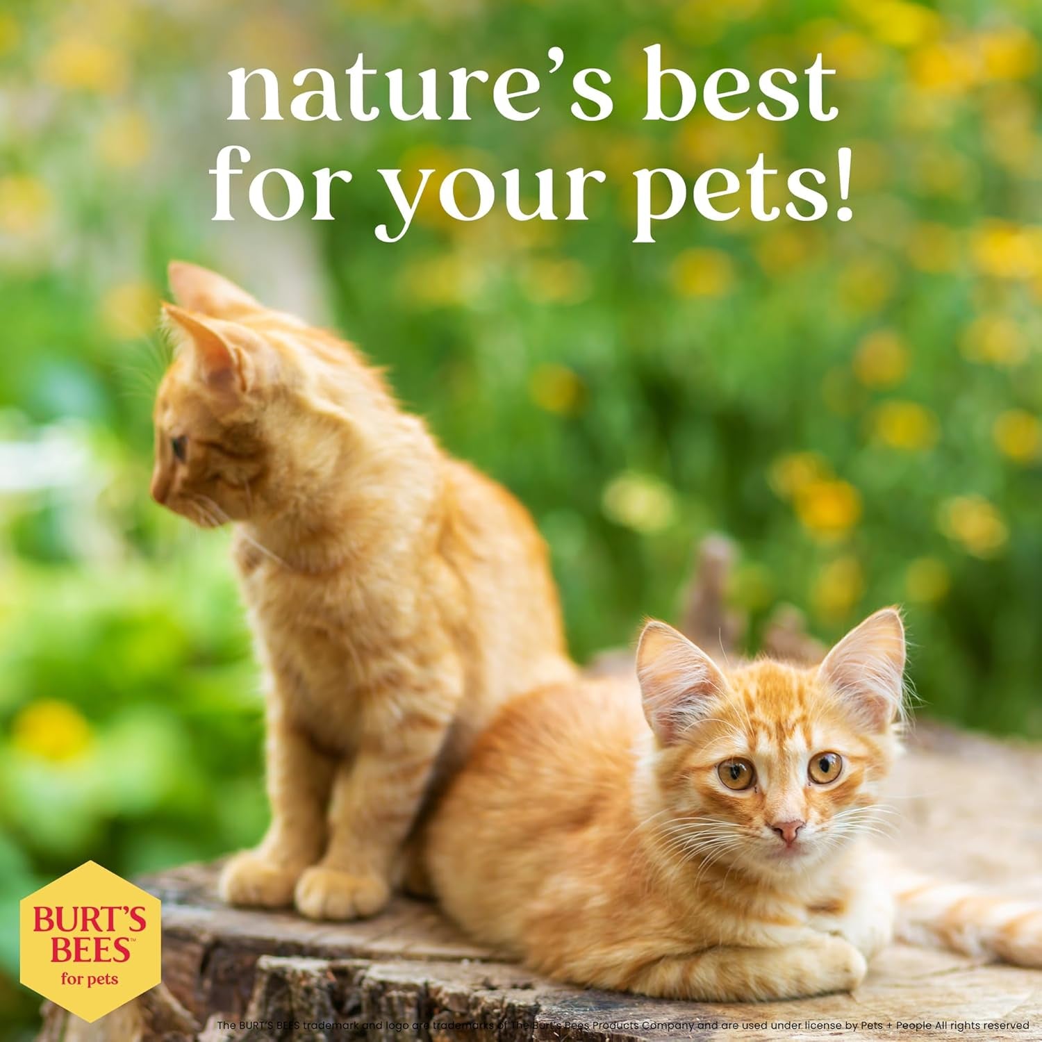 Hypoallergenic Cat Shampoo with Shea Butter and Honey