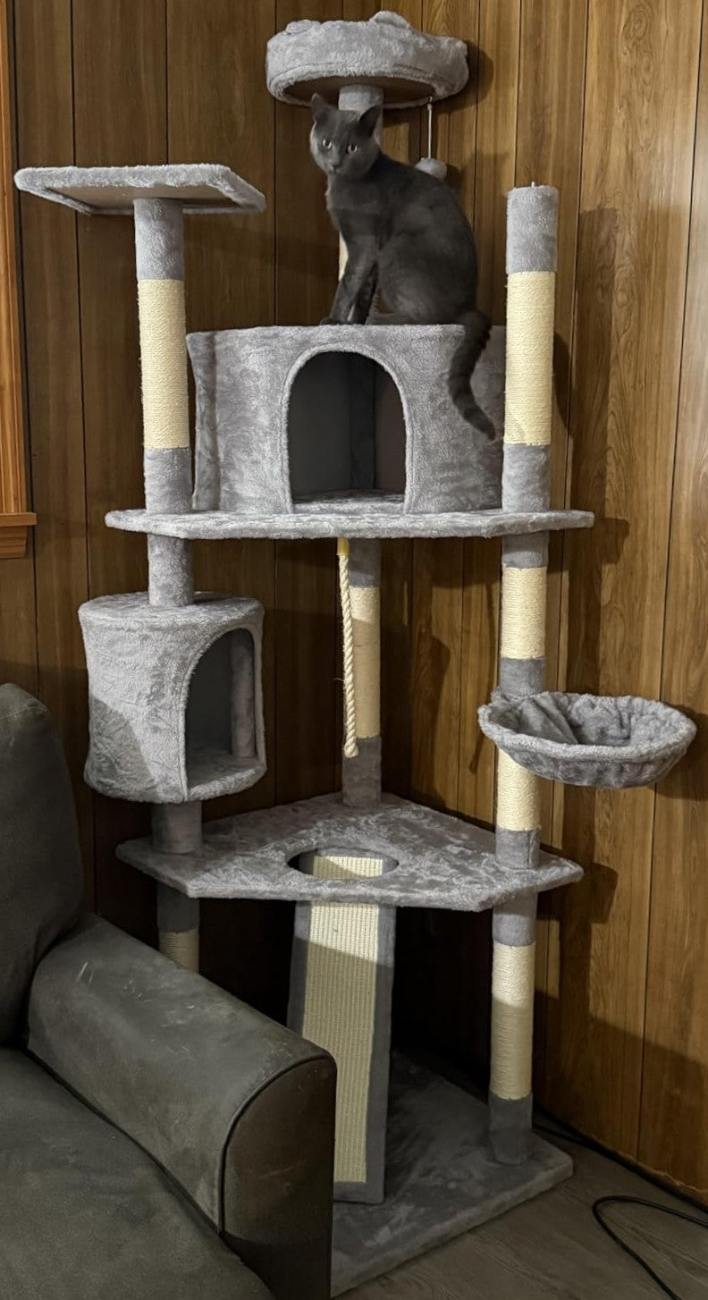 79 in Cat Tree Tower