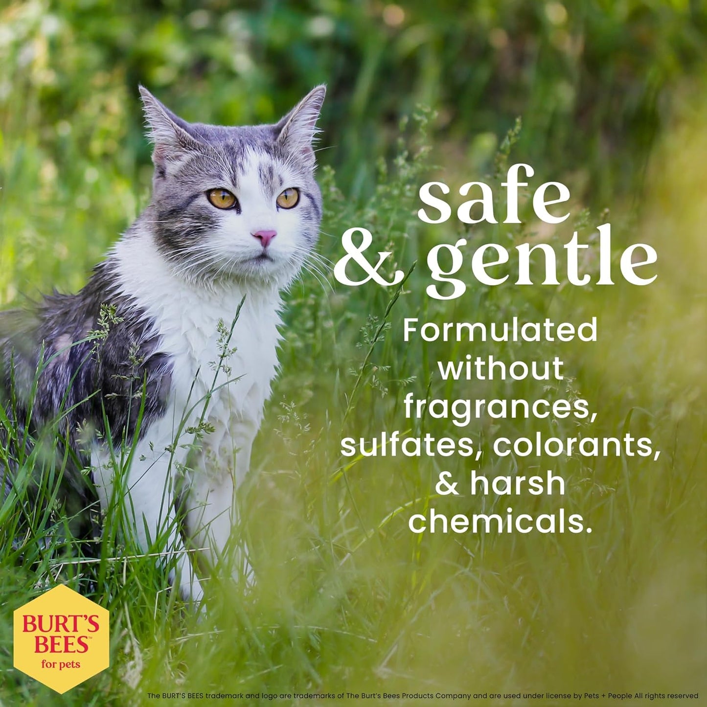 Hypoallergenic Cat Shampoo with Shea Butter and Honey