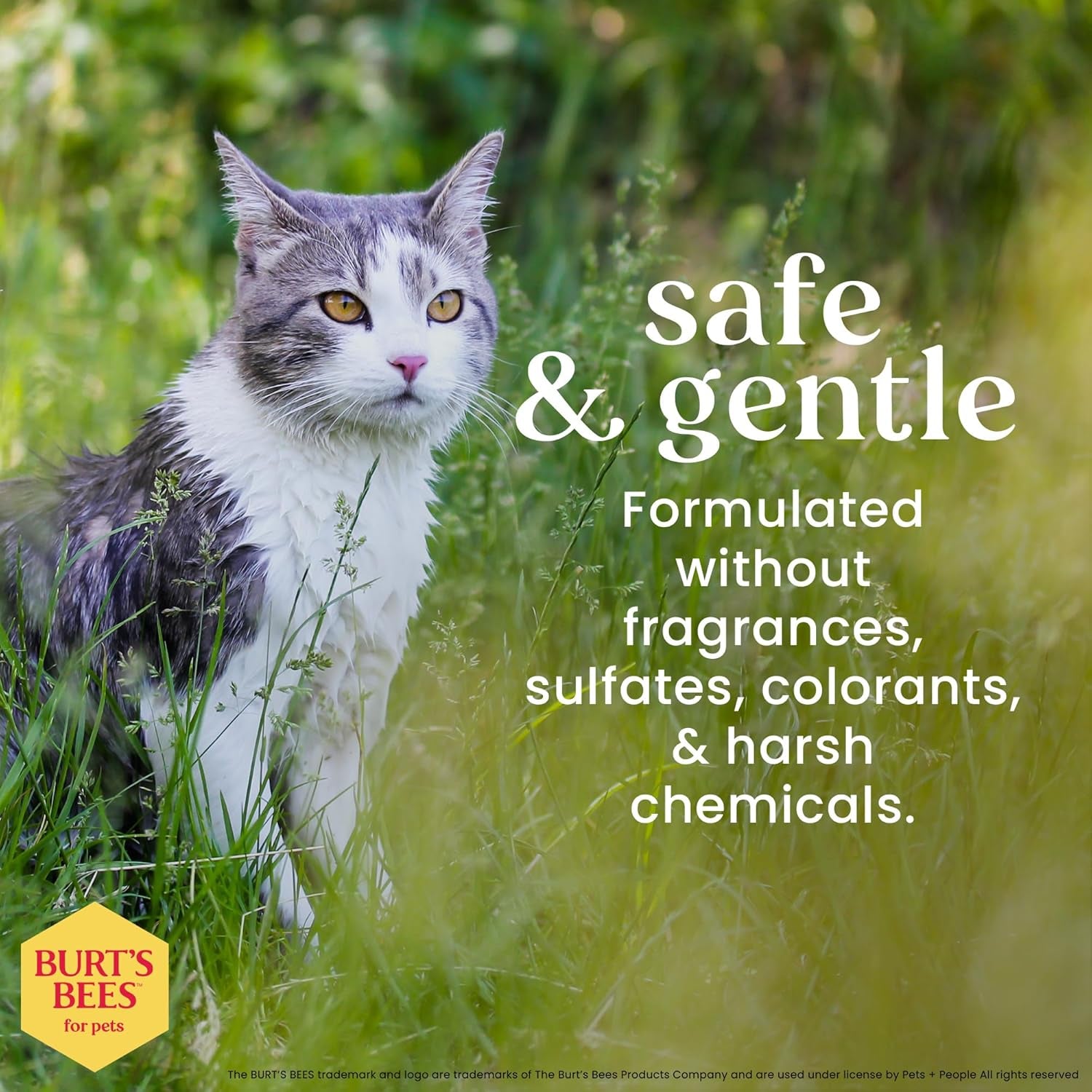 Hypoallergenic Cat Shampoo with Shea Butter and Honey