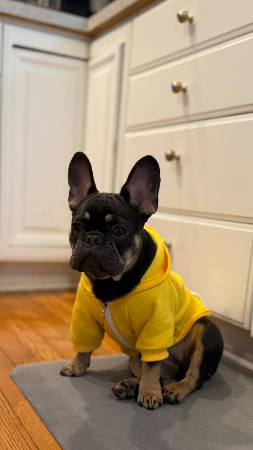 100% Cotton Dog Hoodies