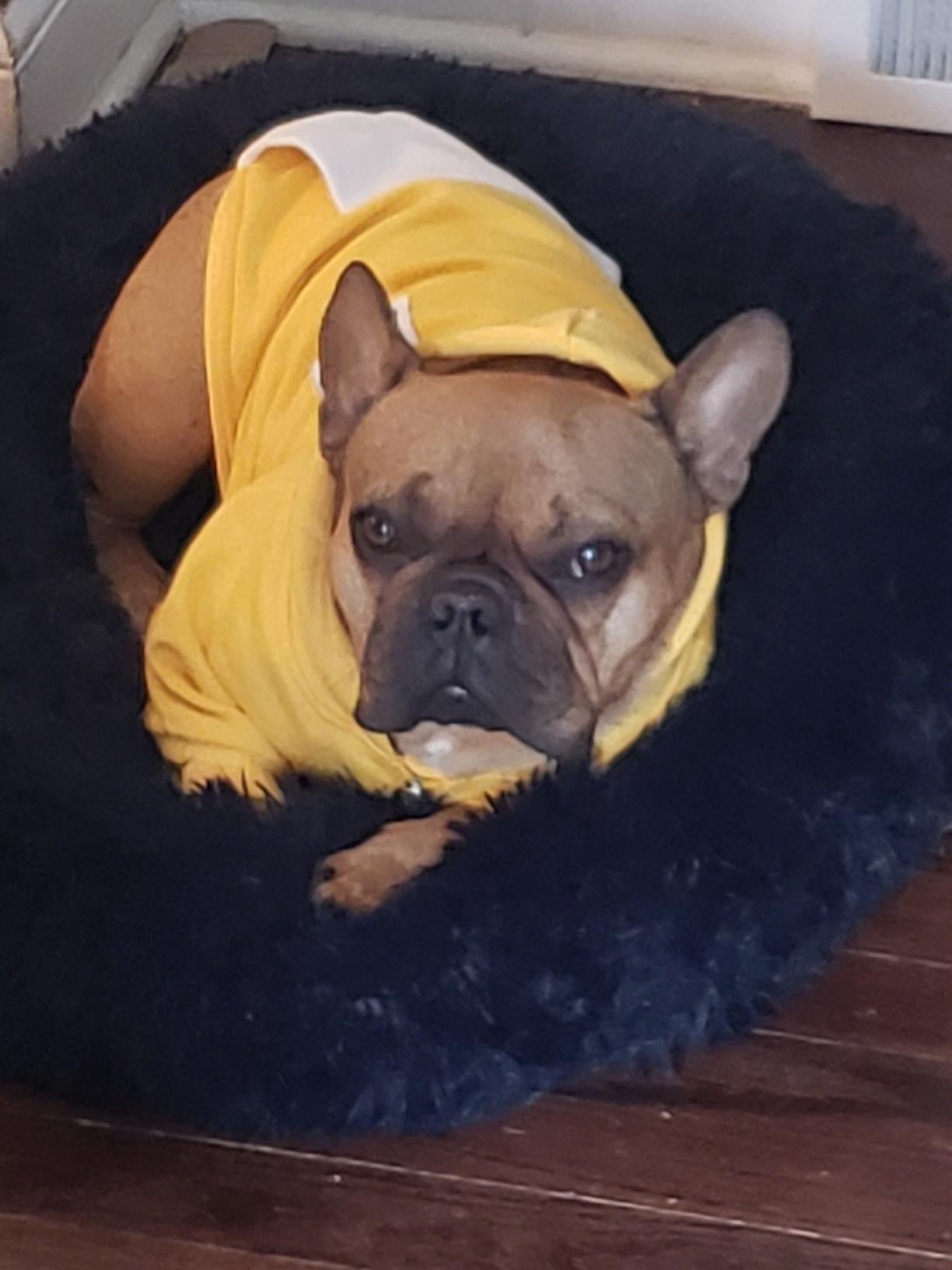 100% Cotton Dog Hoodies