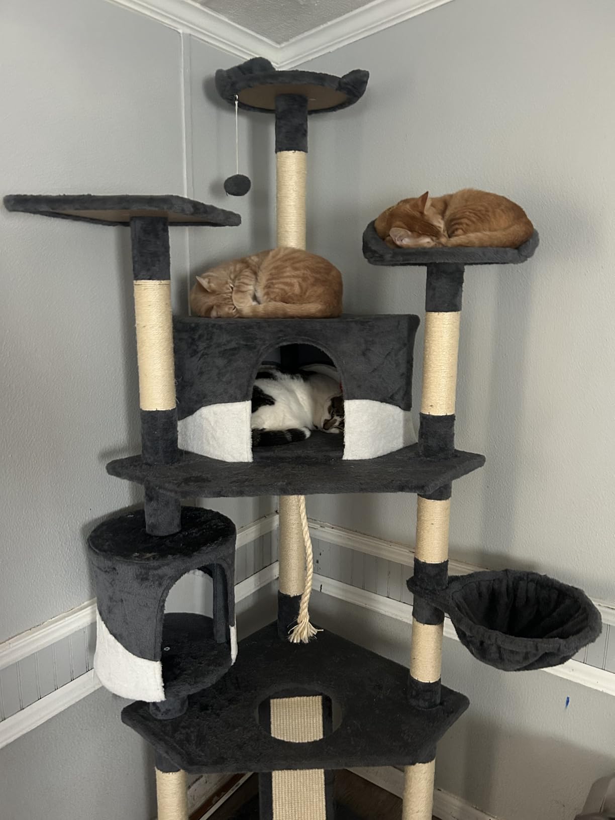 79 in Cat Tree Tower