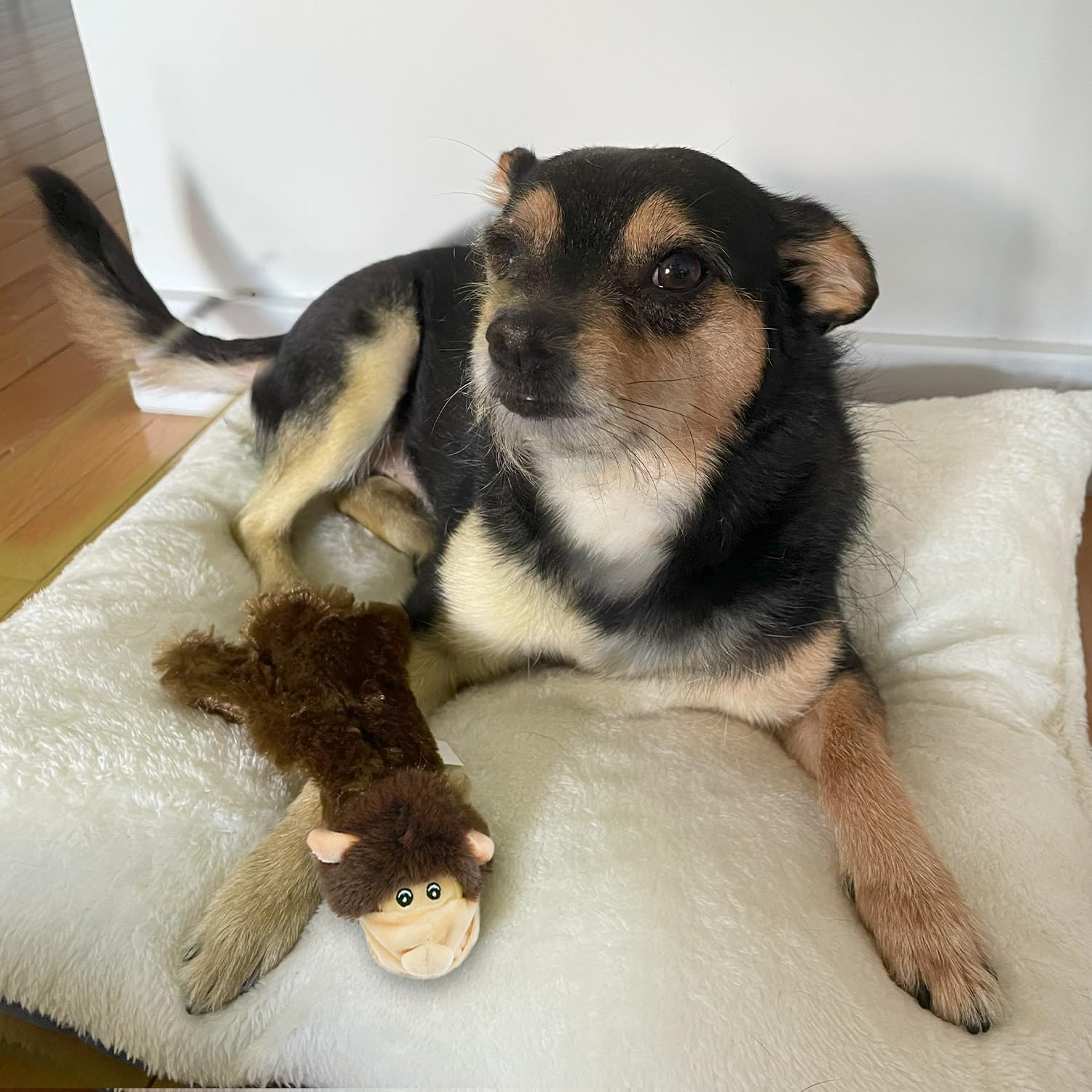 Squeaky Toys for Small, Medium and Large Dogs