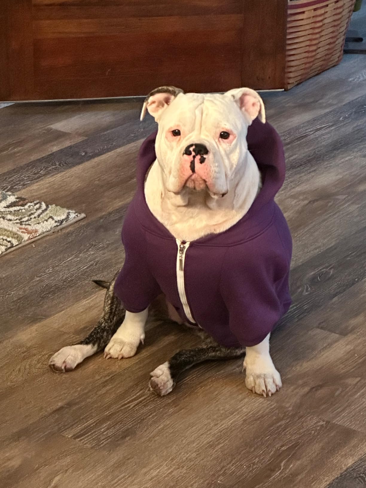 100% Cotton Dog Hoodies