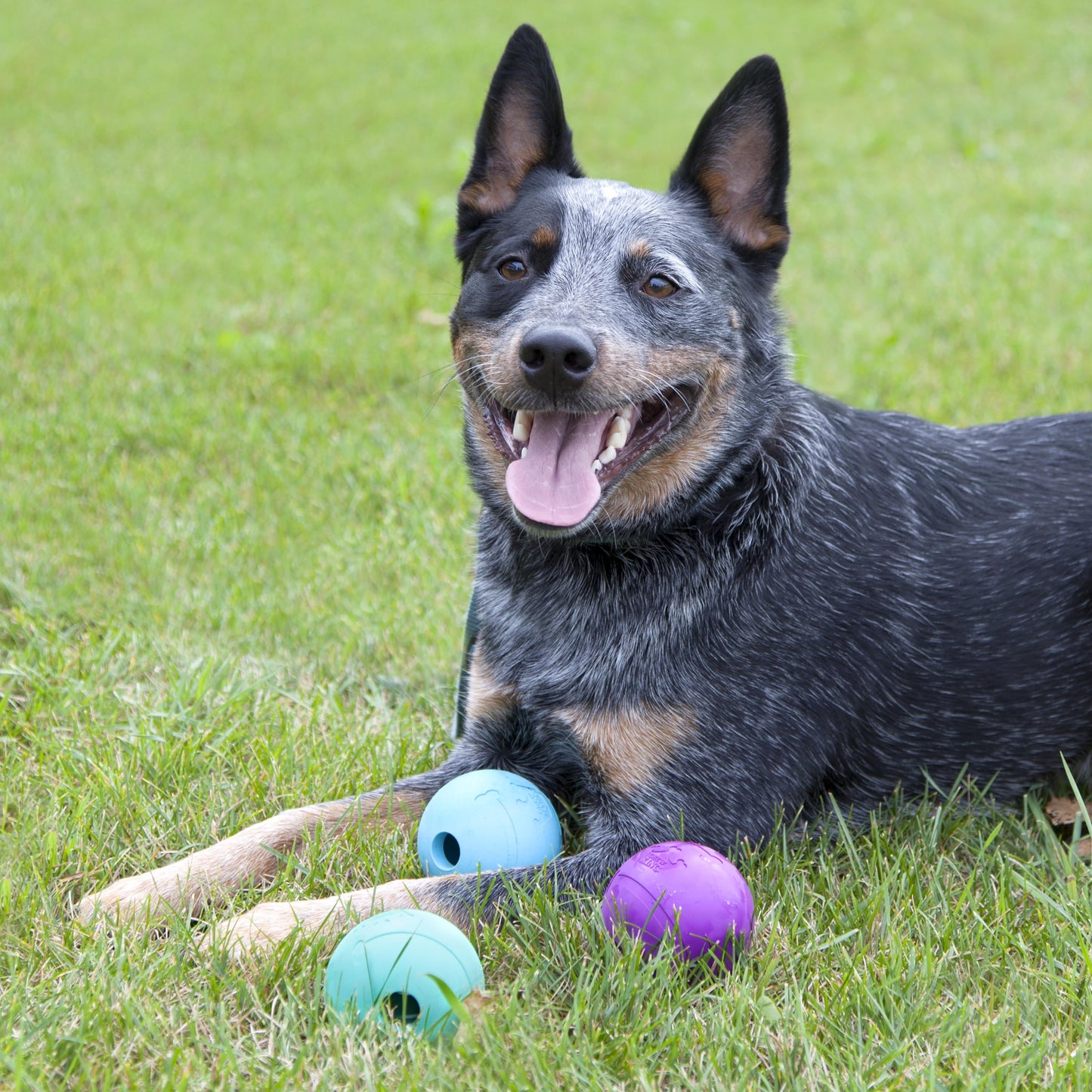 Chew King Rubber Balls