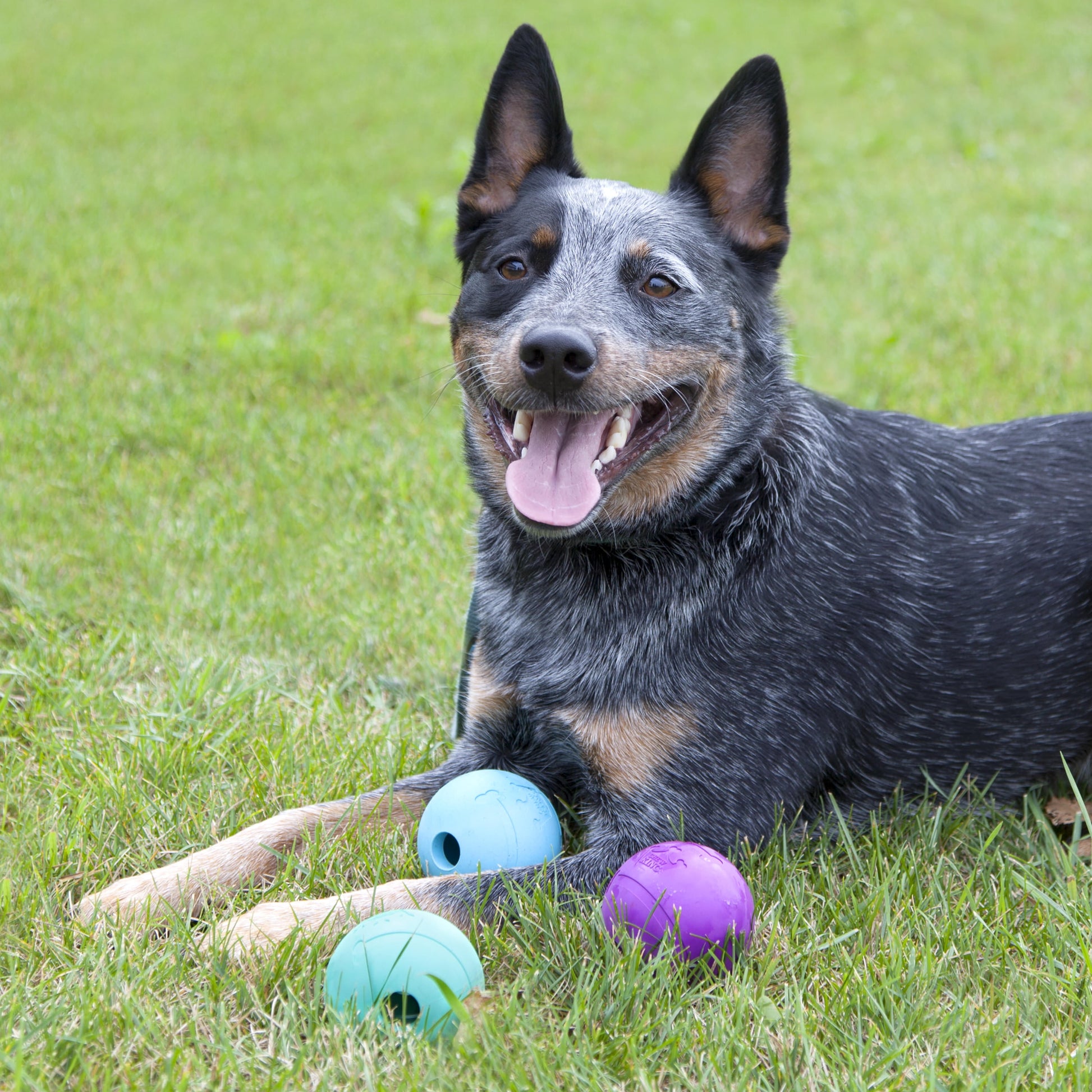 Chew King Rubber Balls