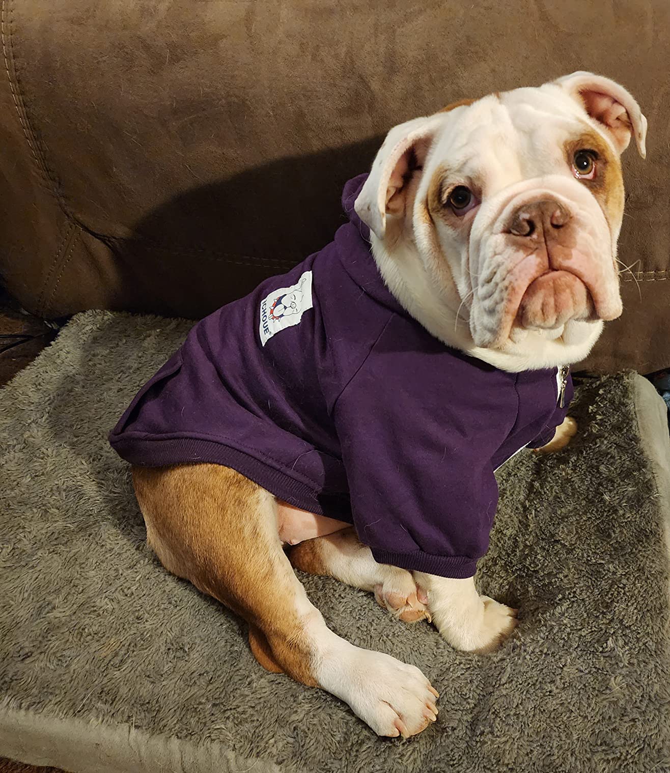 100% Cotton Dog Hoodies