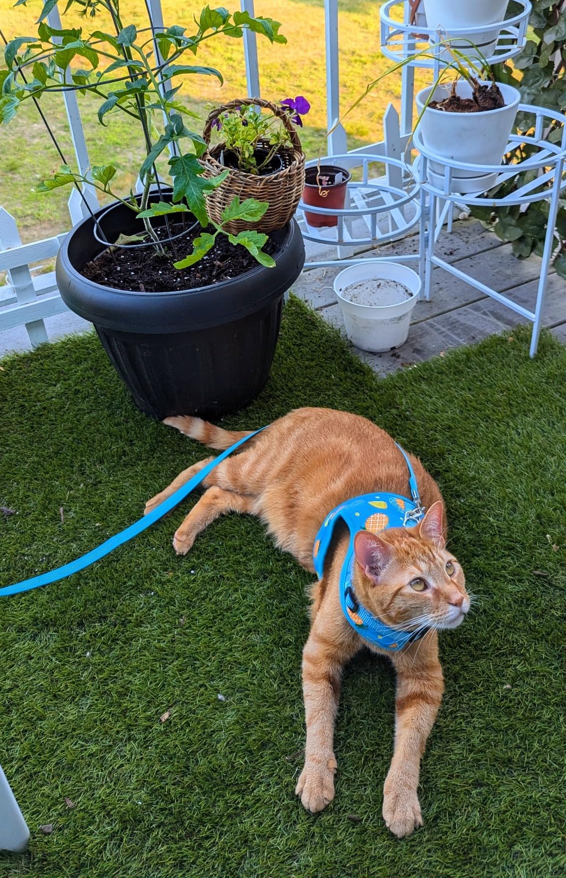 Soft Mesh Vest Harness and Leash Set
