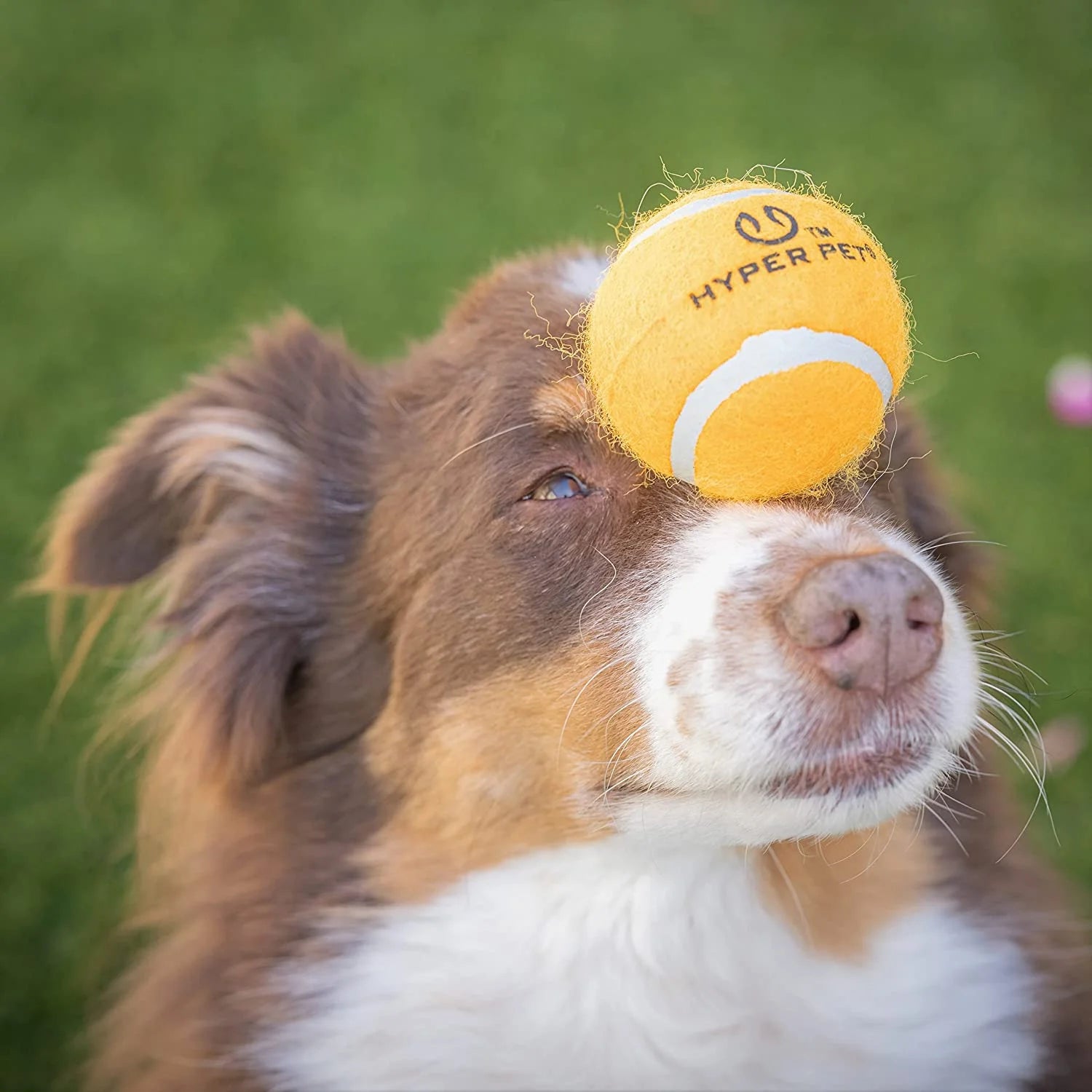 Tennis Balls for Small Dogs, 4pk