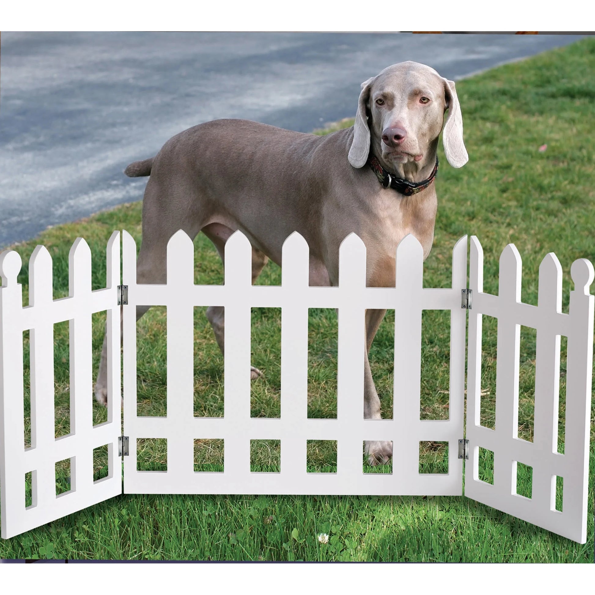 White Picket Fence Freestanding Pet Gate, 19"H x 42" W