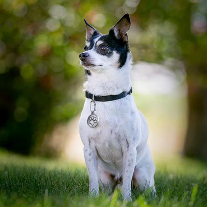 Pet Tag Carabiner - Stainless (2-Pack)